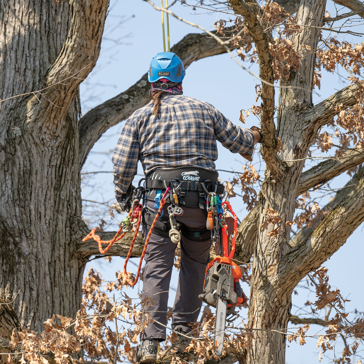 Updated Cougar Saddle with Leg Straps, in use