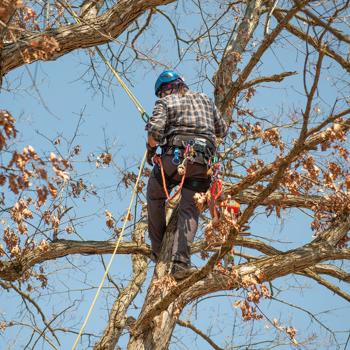 Updated Cougar Saddle with Leg Straps, in use