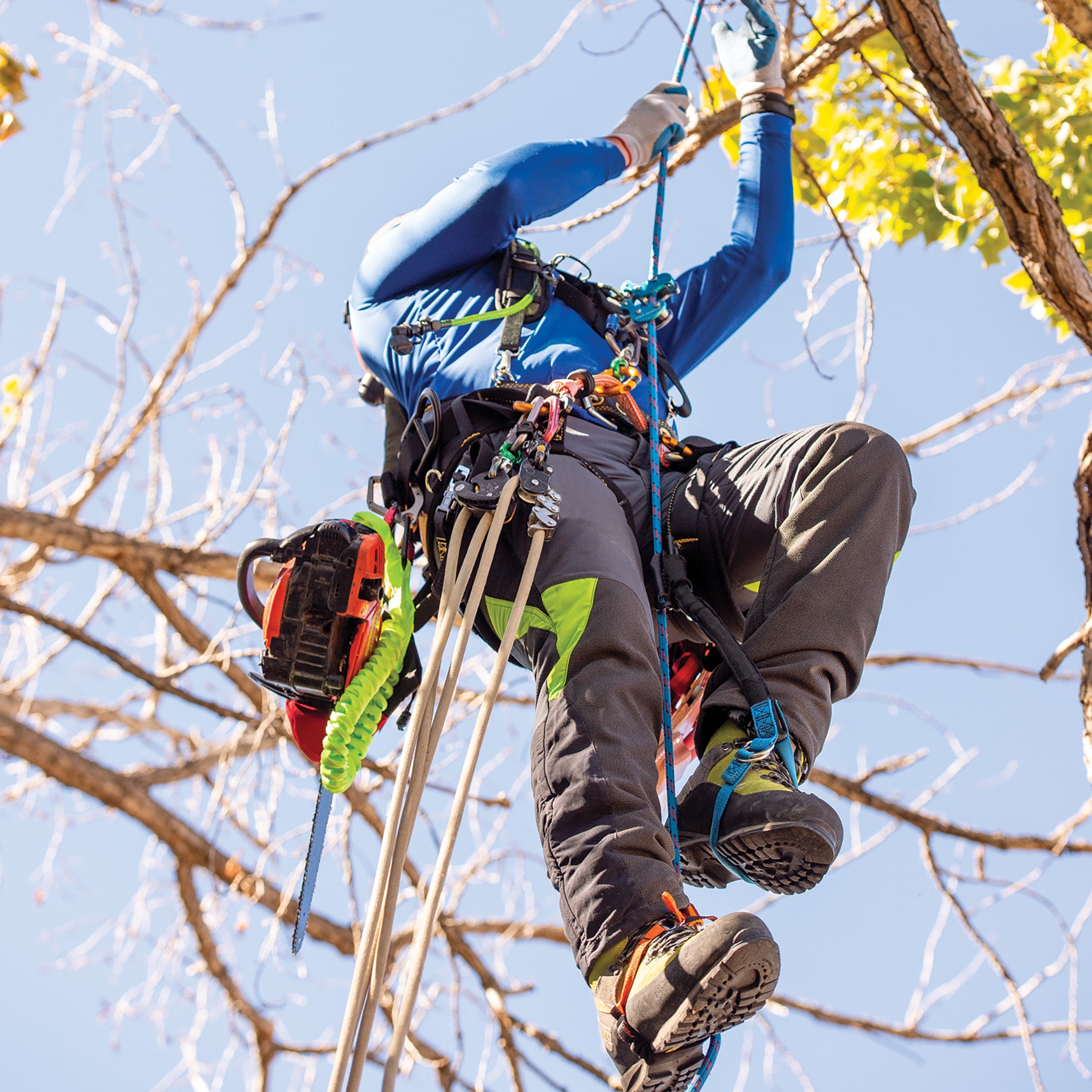 HAAS Velox Ascent System | TreeStuff